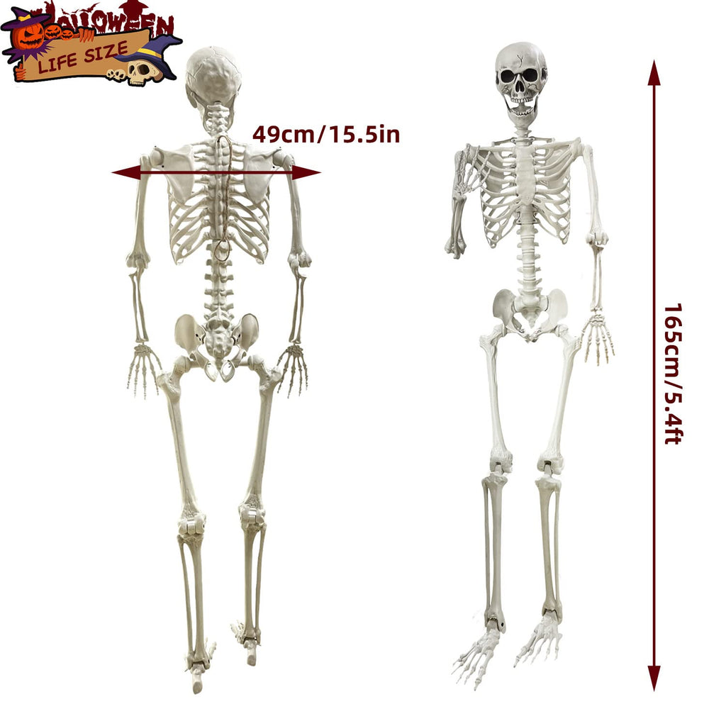 5.4Ft Life Size Human Skeleton with Movable Joints W50675