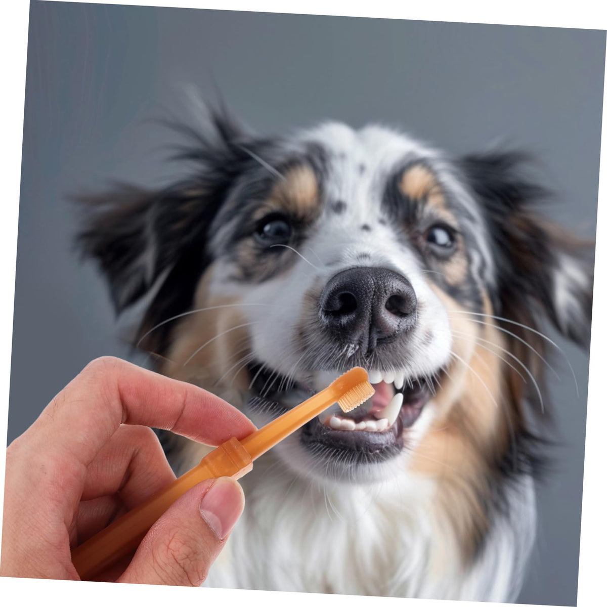 Silicone Dog Toothbrush Kit C926