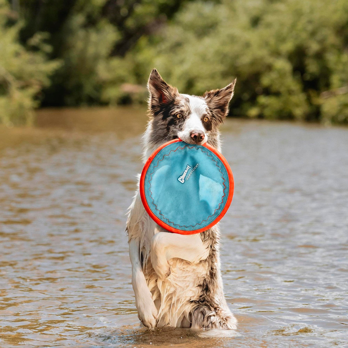 Flying Disc Dog Toy Large A275915
